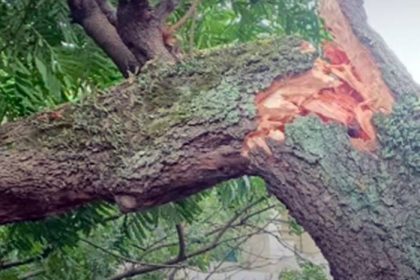 Pohon Tumbang di Depan SD Citeureup Mandiri 3, Sembilan Orang Terluka Saat Jam Aktivitas Sekolah