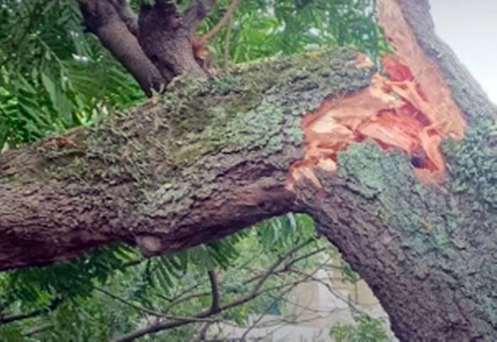 Pohon Tumbang di Depan SD Citeureup Mandiri 3, Sembilan Orang Terluka Saat Jam Aktivitas Sekolah