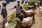 Cara mengetahui kambing qurban cukup umur bisa dilakukan dengan melihat gigi, usia, kondisi fisik, serta memastikan kesehatan hewan.