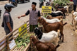 Cara mengetahui kambing qurban cukup umur bisa dilakukan dengan melihat gigi, usia, kondisi fisik, serta memastikan kesehatan hewan.